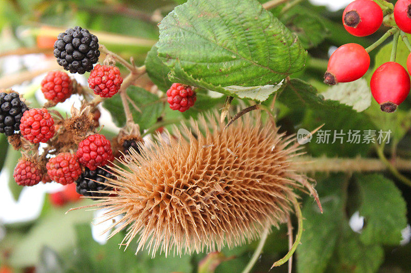 乡村花卉陈列/插花，灌木篱植物，续断，蔷薇，黑莓